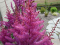 Astilbe Amethyst Closer View