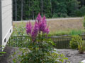 Astilbe Amethyst