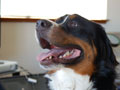 Baxter at Home