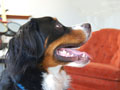 Baxter at Home