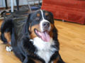 Baxter at Home