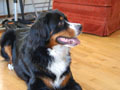Baxter at Home