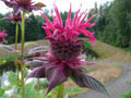 Rasberry Wine Bee Balm Closer View