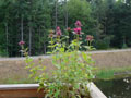 Monarda didyma Rasberry Wine Bee Balm