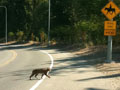 Bobcat