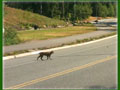 Bobcat