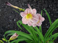 Day Lily in Lyn's Garden