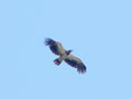 Young Eagle Soaring
