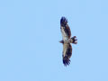 Young Eagle Soaring