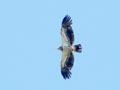 Young Eagle Soaring