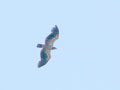 Young Eagle Soaring