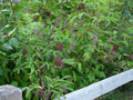 Elderberry and Fireweed along Trail