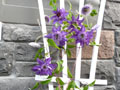Clematis Multiblue