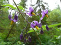 Purple Wildflower