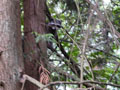 Raccoon along the Trail