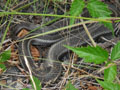 Sentry Snake