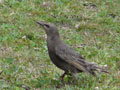 Young Starling who was following a Calf