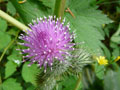 Thistle Flower
