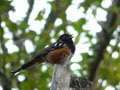 Spotted Towhee Singing