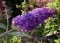 Butterfly Bush