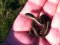 Baby Snake