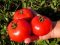 Tomatoes